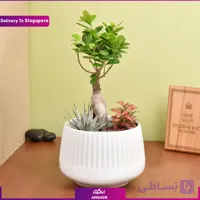 دیش گاردن بونسایی ( تحویل در سنگاپور)