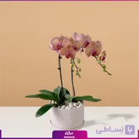 گل ارکیده 2 شاخه صورتی