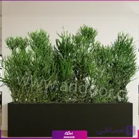 فلاور باکس افوربیا تیروکالی سایز بزرگ
