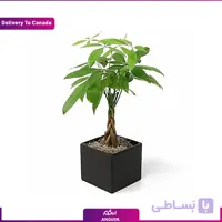 گلدان پاچیرا (ارسال گل به کانادا)