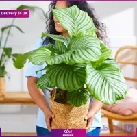 Calathea Orbifolia(Delivery to UK)
