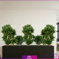 فلاور باکس بزرگ با دراسنا کامپکت