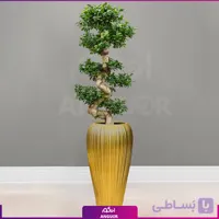 بونسای فیکوس رتوزا با گلدان فایبرگلاس لبه طلایی