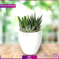 گل ساکولنت (ارسال گل به کانادا )