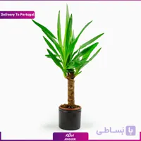 گلدان یوکا (ارسال گل به پرتغال)