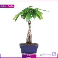 باغچه بونسای پاچیرا (تحویل در امریکا)