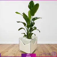 نخل نیکولای با گلدان شیشه ای ارتفاع بلند