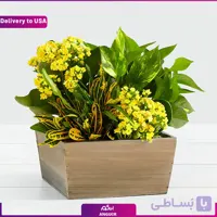 (Delivery to USA) Sunshine Bulb Garden