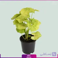 گل سینگونیوم بری