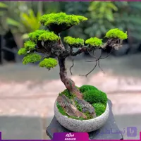 درختچه طبیعی کهن ژاپن (سایز بزرگ)