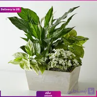 (Delivery to USA) Peaceful White Garden
