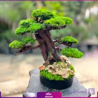 درختچه طبیعی جاودان (سایز متوسط)