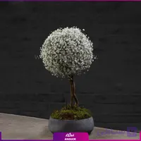 باکس گل عروس دربار