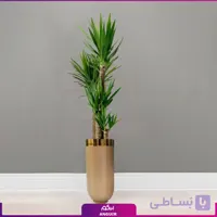 گلدان خاص فایبرگلاس با یوکا چهار شاخه بزرگ نیم‌رخ
