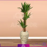 یوکا سه شاخه با طرح مصری