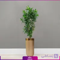 گلدان فایبرگلاس طلایی با پیله موآ سایز متوسط (رفلکسا dracaena Reflexa)
