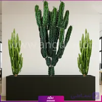 فلاور باکس ترکیبی افوربیا تریگونا و برگ عبایی