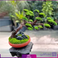 بنسای جاودان ژاپنی