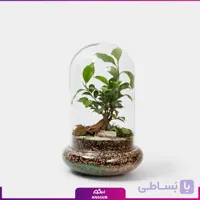 تراریوم دوشیشه بونسای