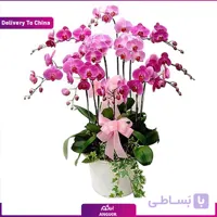 (Delivery in China) orchid