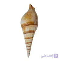صدف مارلوک