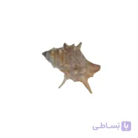 صدف خاردار
