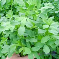 بذر یونجه
