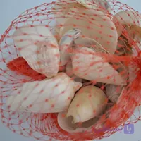 صدف توری