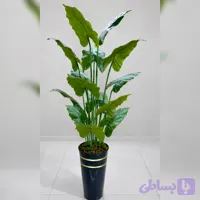 درختچه سالنی بابا آدم