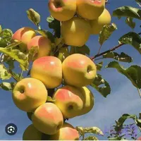 نهال سیب زرد فرانسه