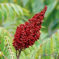 درخت سماق