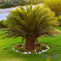 نخل سیکاس (Cycas)