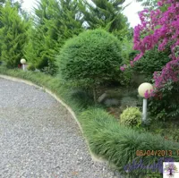 درخت مورت یا مورد (Myrtus communis)