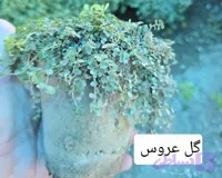 گل چمن عروس (هلکسین)