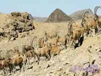 منطقه حفاظت شده موته