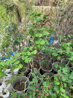 نهال زینتی ژینکو(درخت کهن)