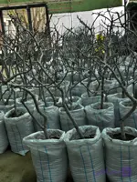 نهال پسته پیوندی ۵ ساله اکبری