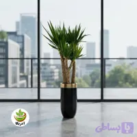 یوکا تنه دار