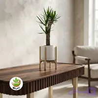 گیاه طبیعی یوکا با پایه چوبی