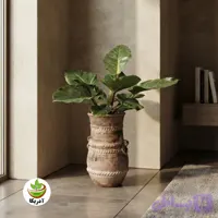 گیاه طبیعی فیلودندرون سبز با گلدان سفالی پتینه شده