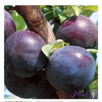 نهال آلو اختری پیوندی