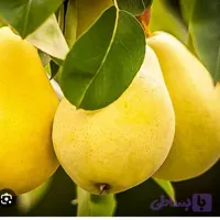 نهال گلابی بیروتی اصل