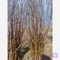 نهال گوجه سبز ترکیه