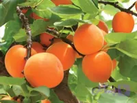 نهال زردالو