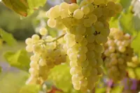 نهال انگور سفید بی دانه
