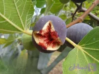 نهال انجیر یزدی