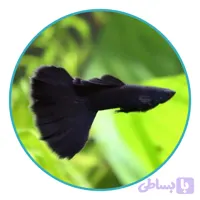 ماهی گوپی فول بلک (جفت)