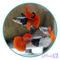 ماهی گوپی بیگ ایر دامبو (جفت)