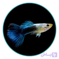 ماهی گوپی بلو توکسیدو (جفت)