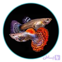 ماهی گوپی بیگ ایر دراگون (جفت)